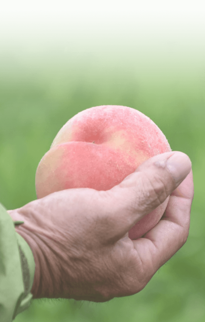 Our Feelings for Peach Liqueur