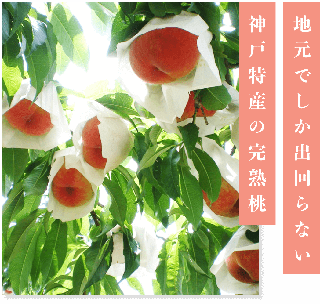 神戸特産の完熟桃 地元でしか出回らない